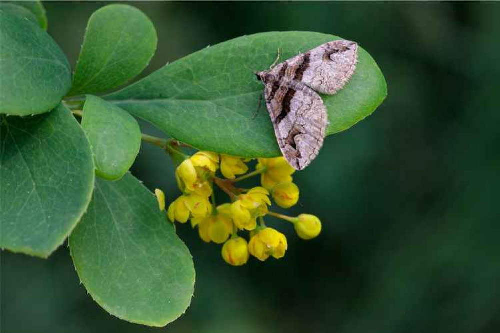 Barberry Carpet moth Picture: Alex Hyde