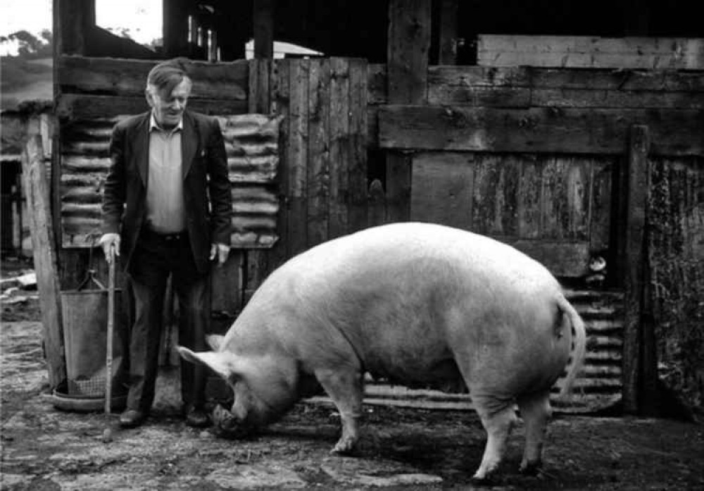 'Mr Loveless and The Pig'