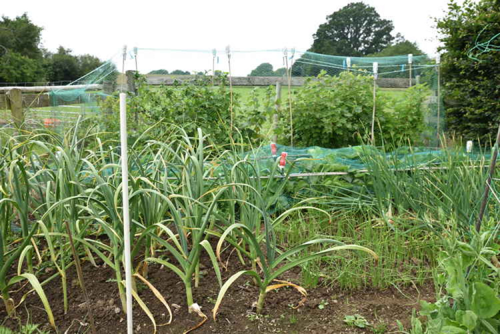 The 2019 allotment winner, Donald Jolliffe