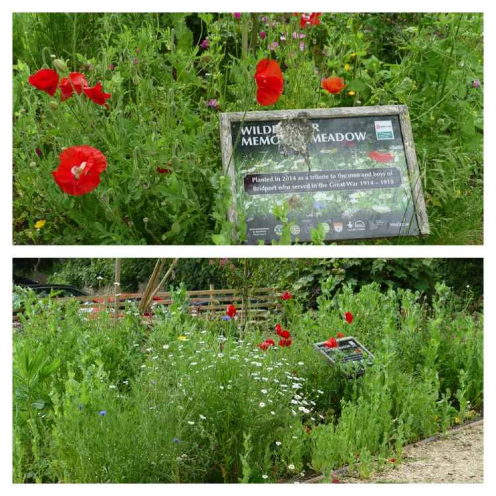 The wildflower meadow