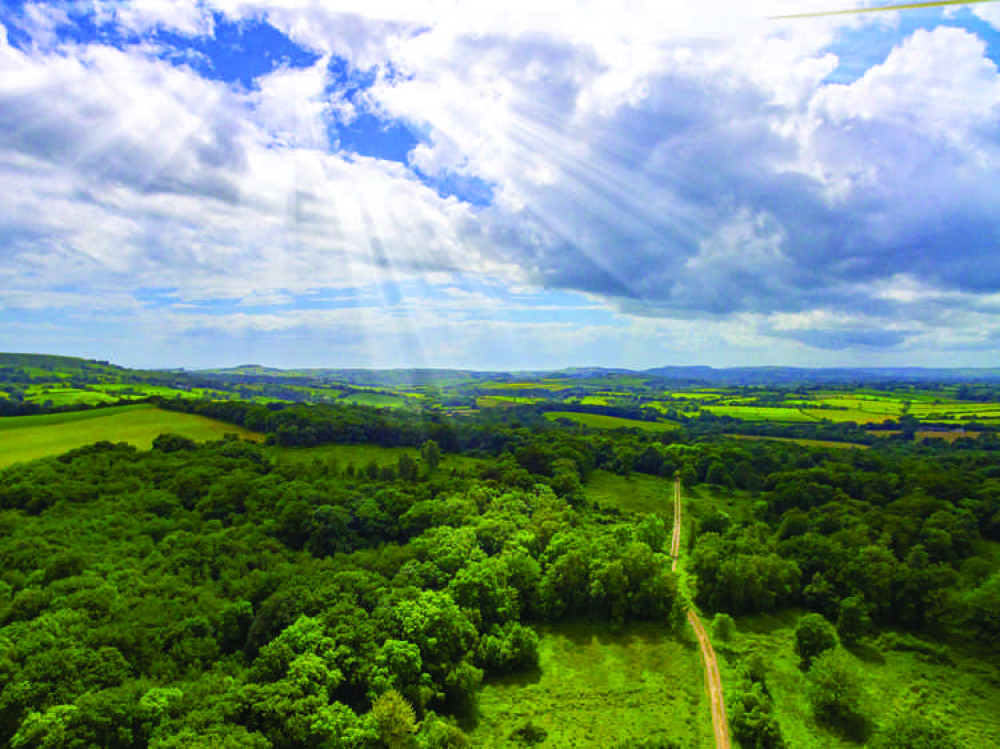 Powerstock Common Picture: Dorset Wildlife Trust