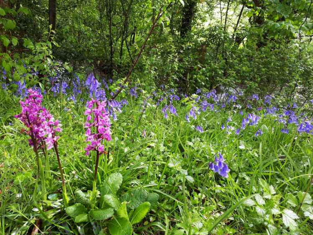 Orchids at Kingcombe Picture: Lucy Ferris Dorset Wildlife Trust