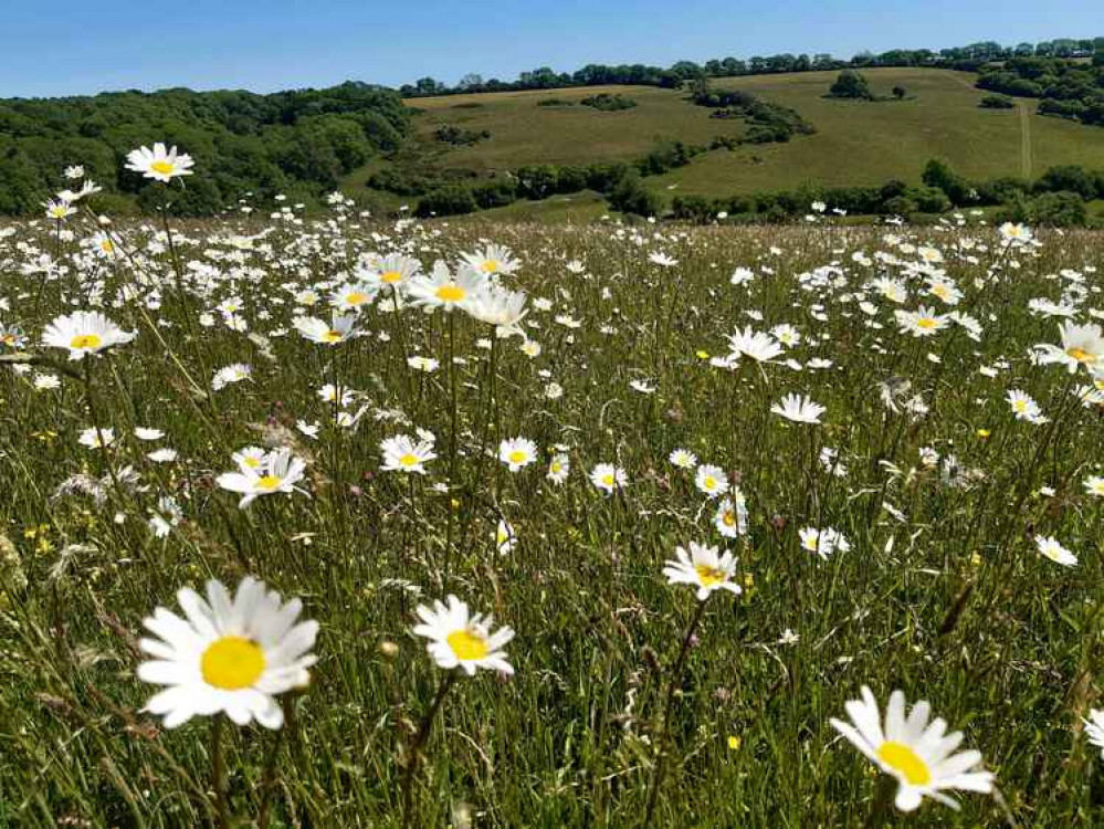 Daisies at Kingcombe Picture: Lucy Ferris Dorset Wildlife Trust