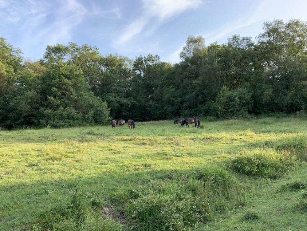 Powerstock Common Nature Reserve