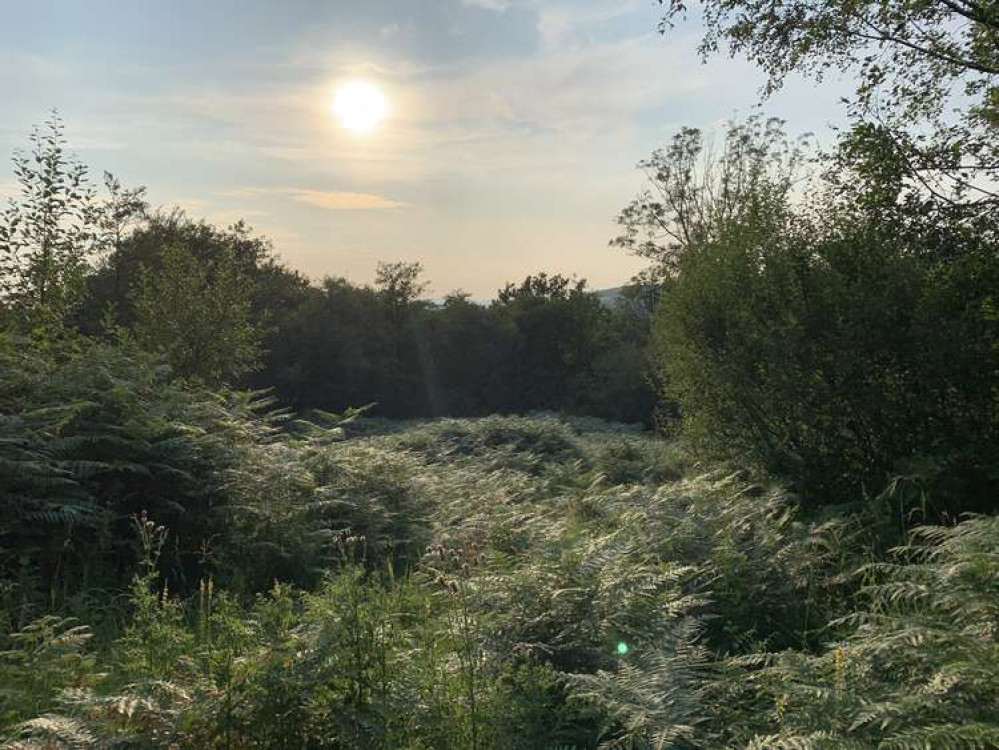 Powerstock Common Nature Reserve