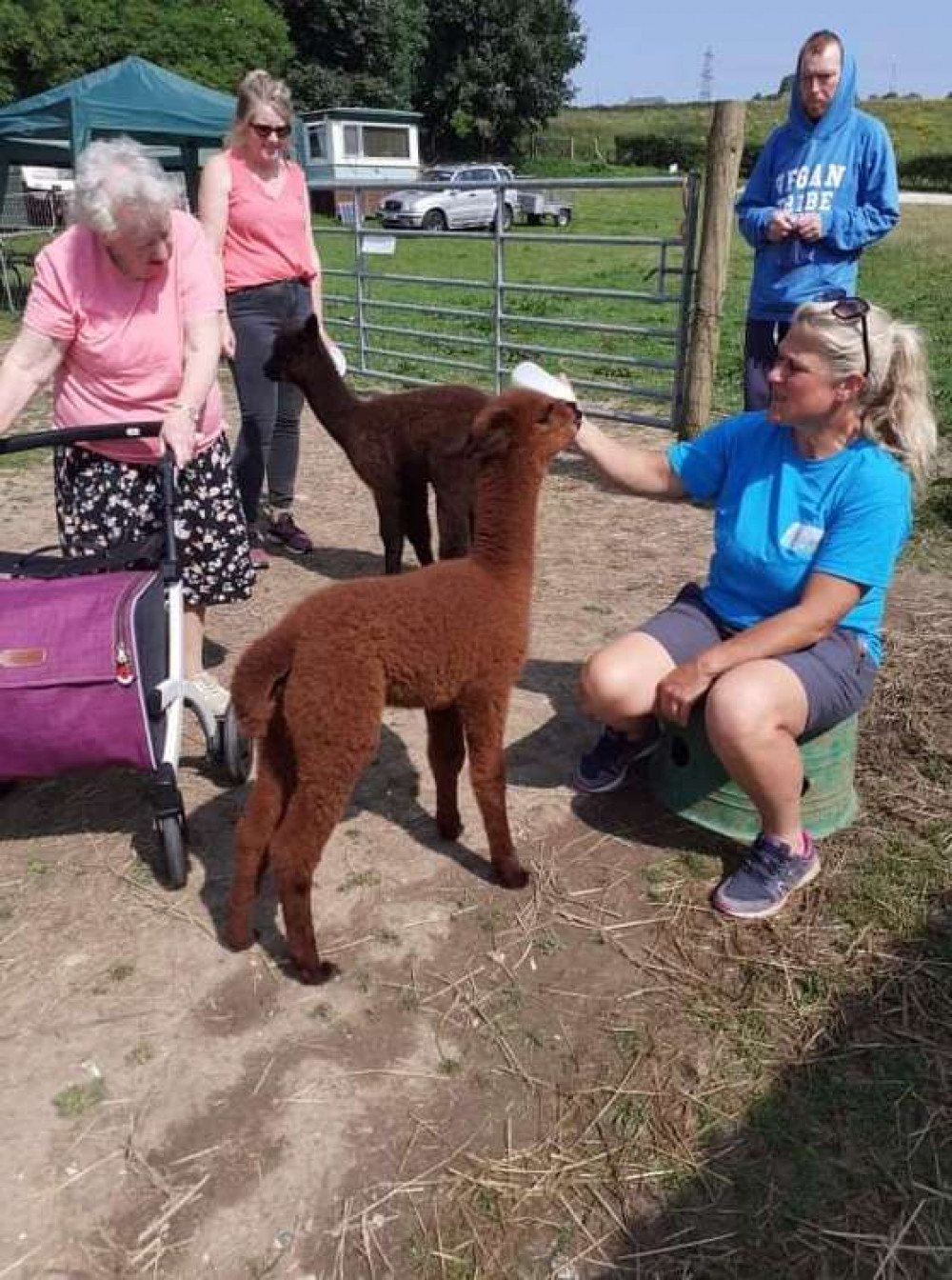 Chancery Trips meeting the alpacas at Happyard