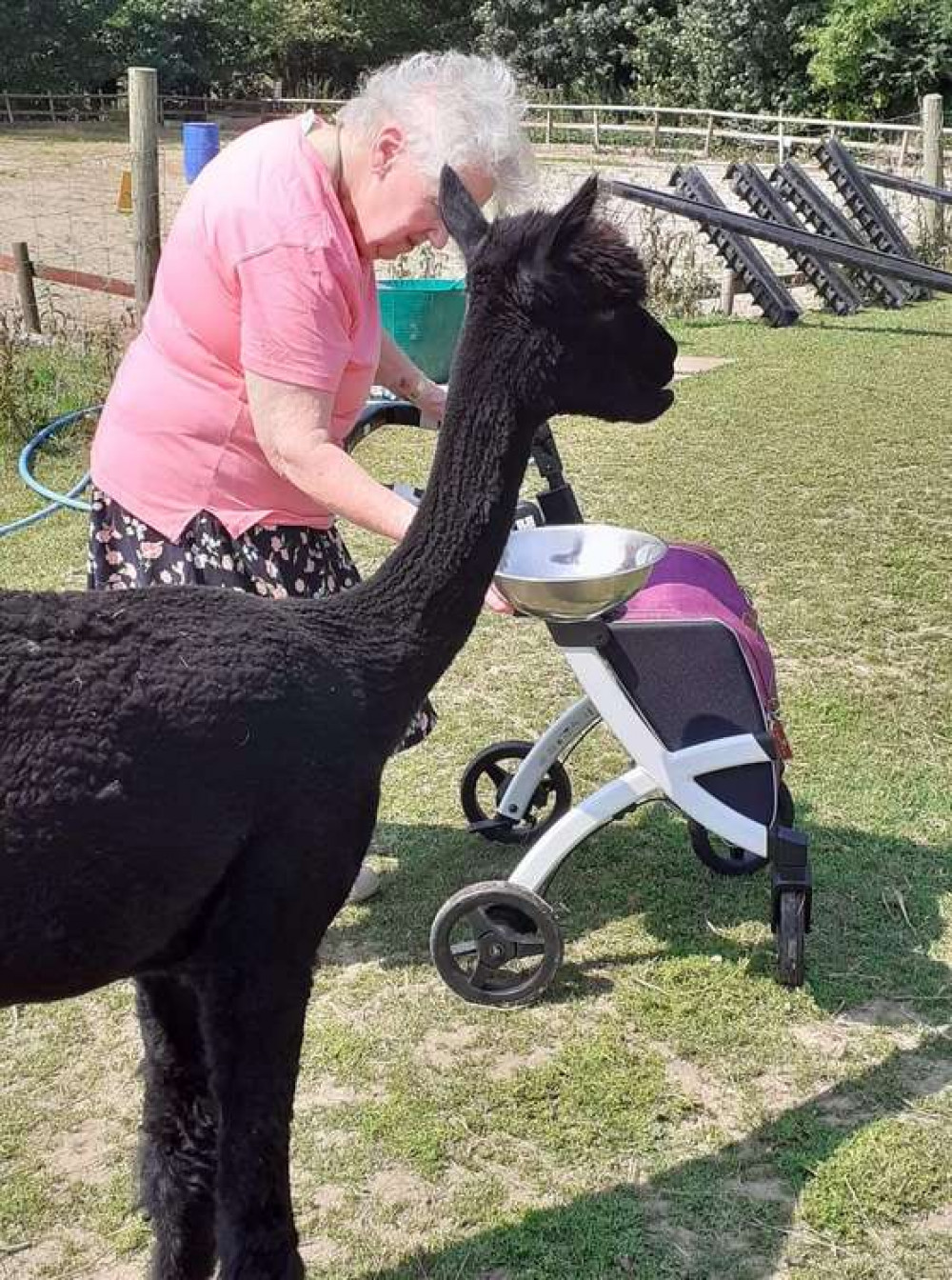 Chancery Trips meeting the alpacas at Happyard