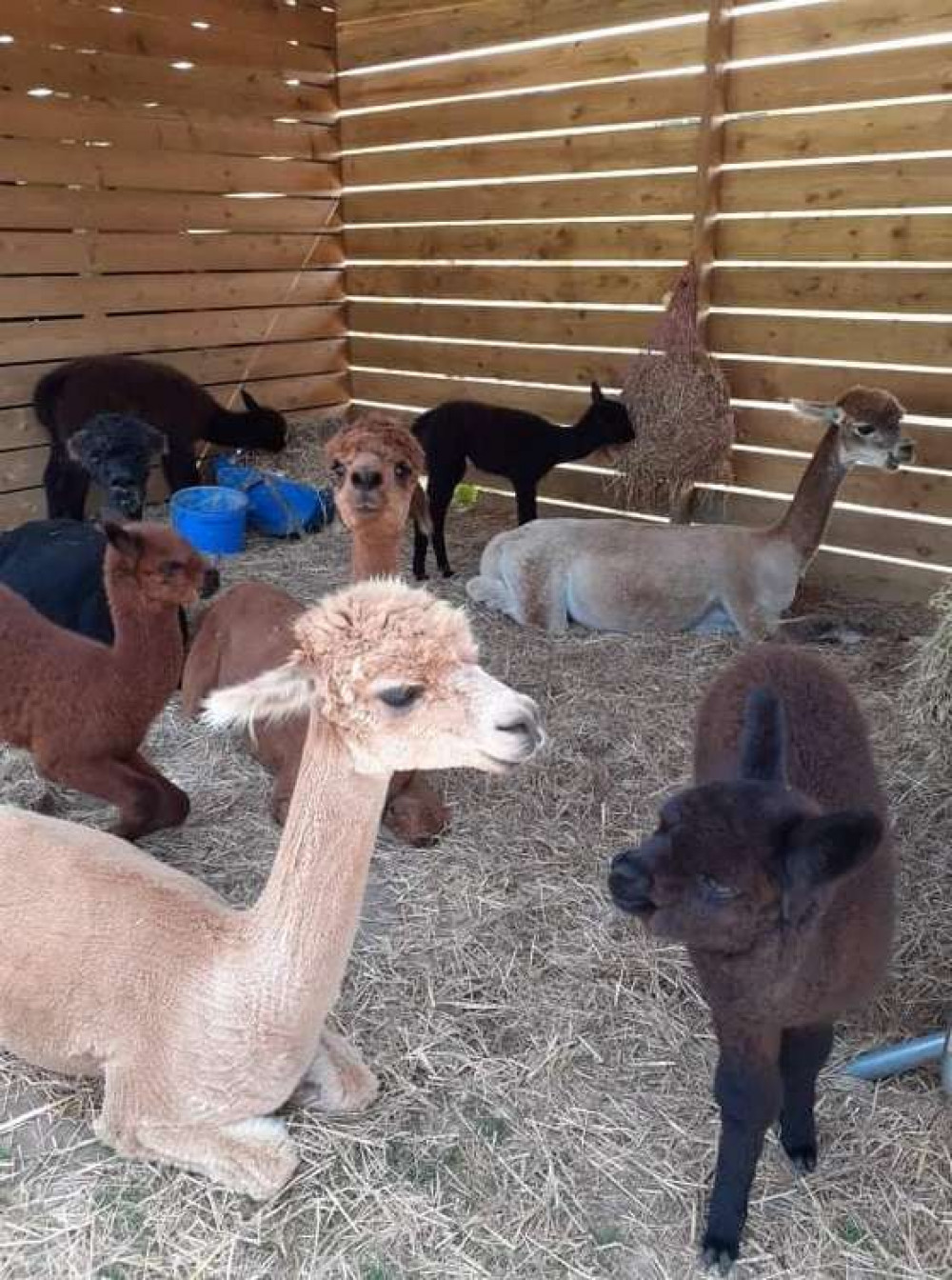 Chancery Trips meeting the alpacas at Happyard