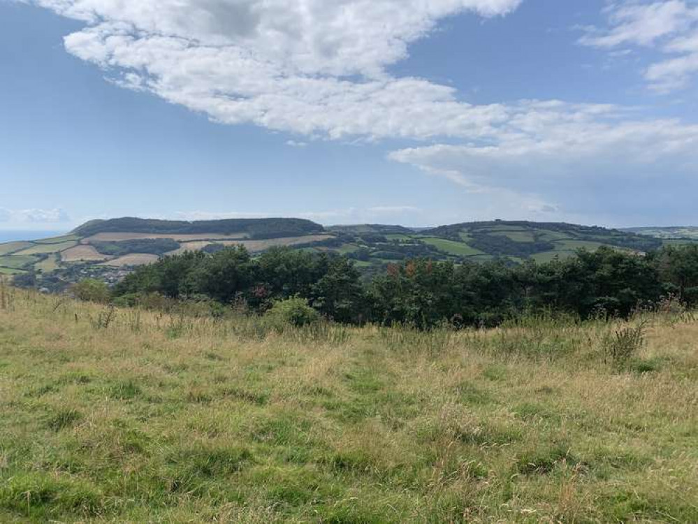 Walk towards these tree tops, in the direction of Thorncombe Woods and Golden Cap