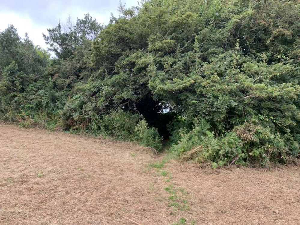 Go through the path in the clearing in the hedge