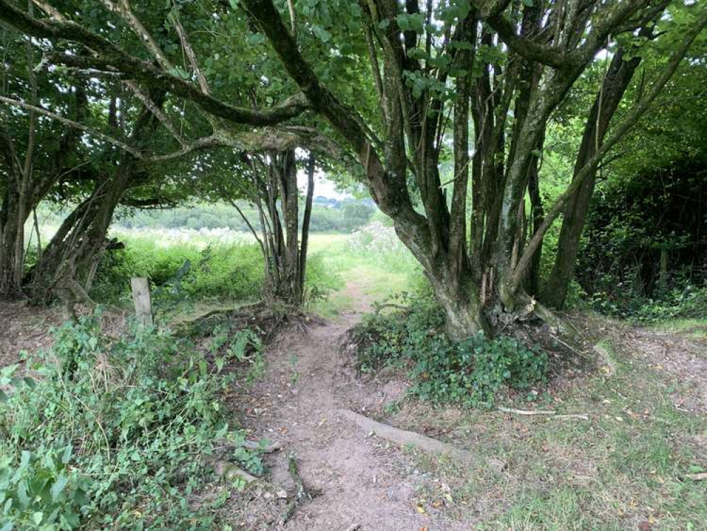 Go through a path between trees to the next field