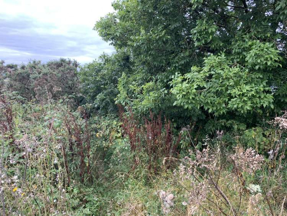 It is quite overgrown but there is a path hidden in the corner just after the tree