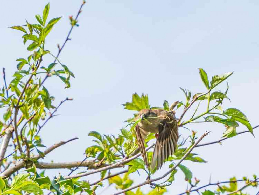 Nest building