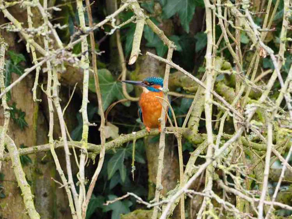 Canal kingfisher