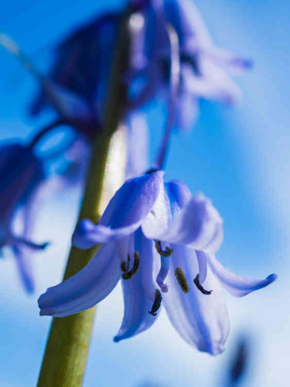 Garden bluebells