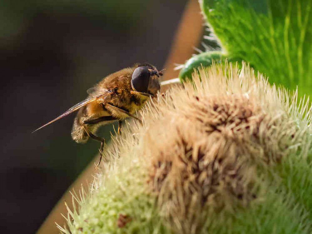 Hover fly