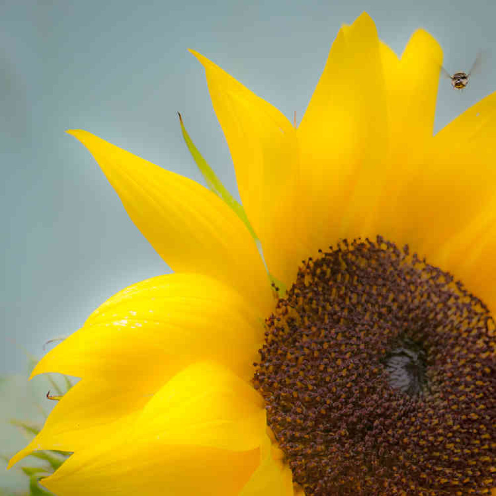 Sunflower bee