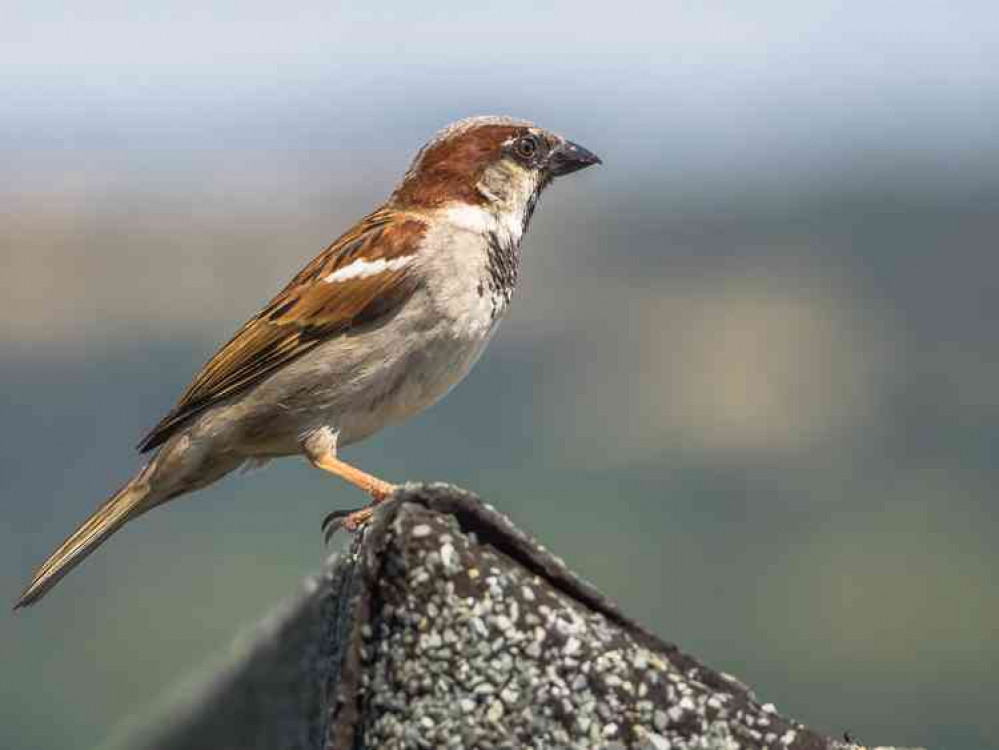 House sparrow