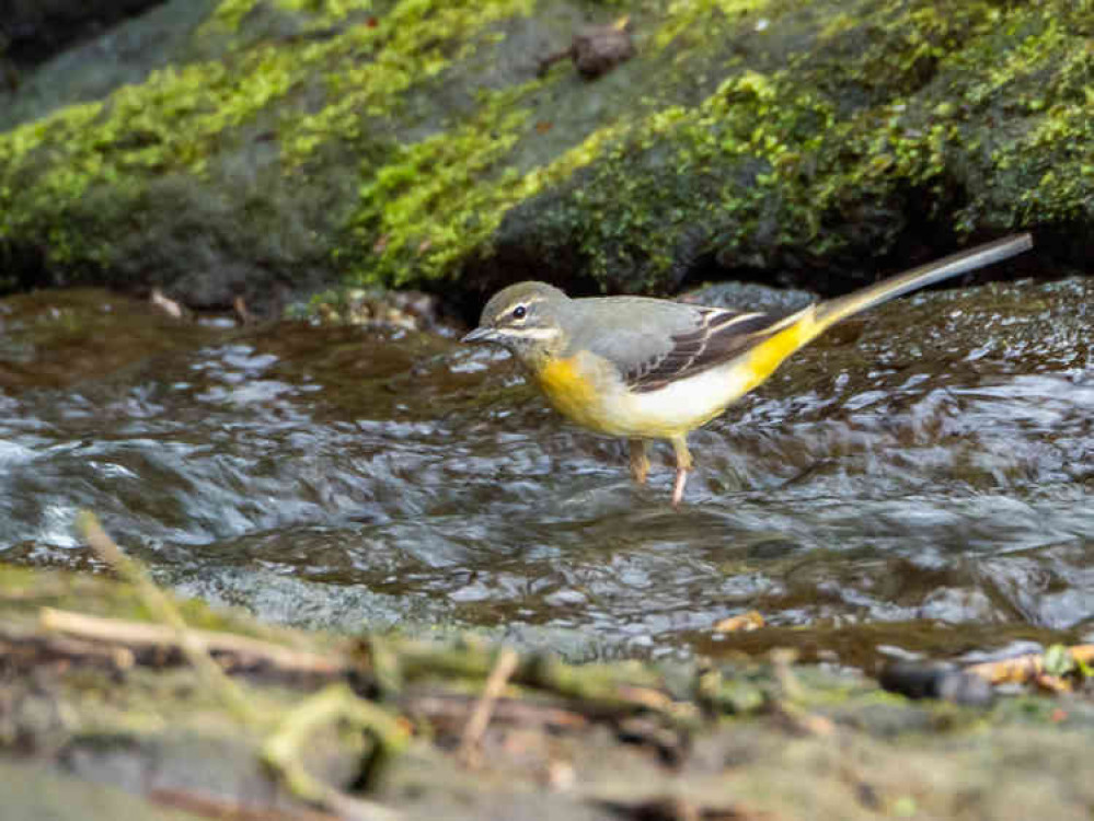 Grey Wagtail