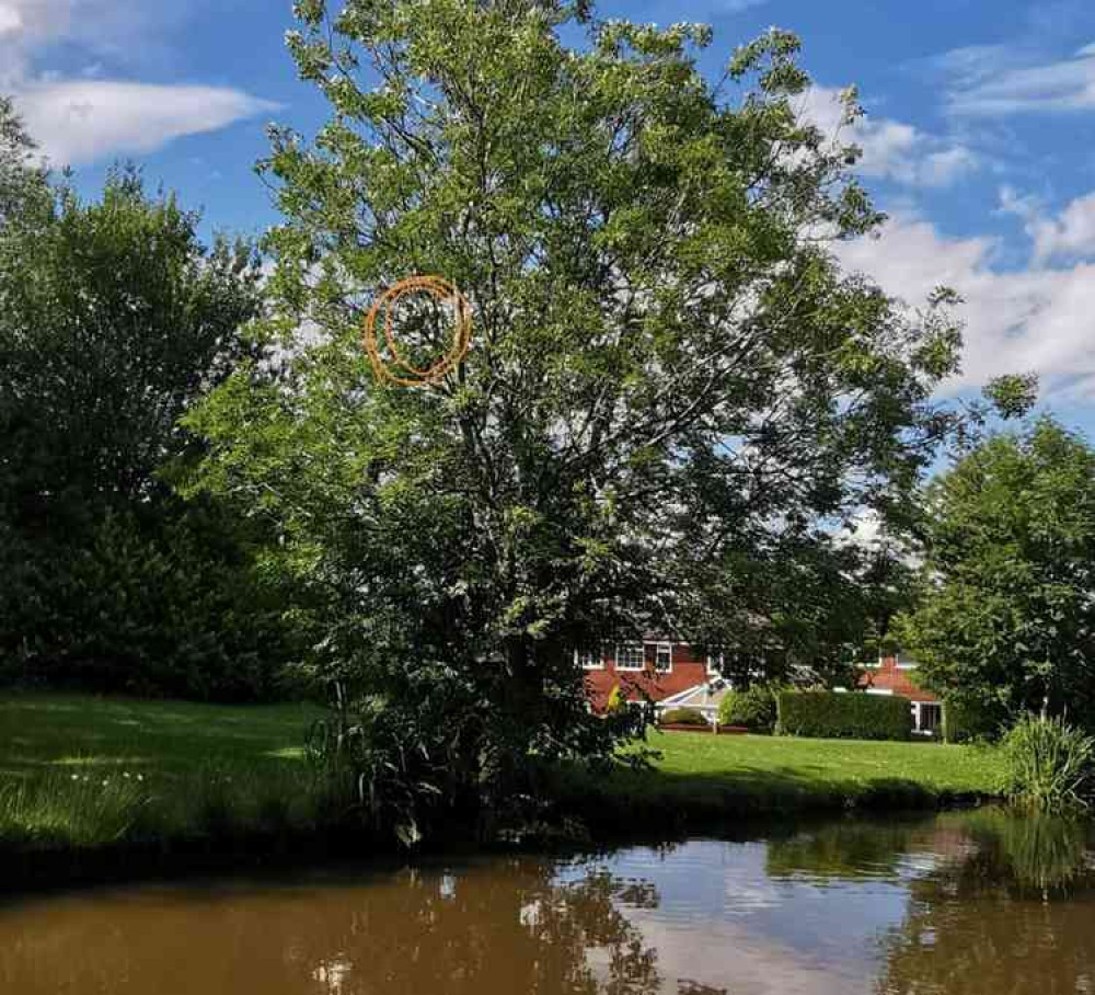 The stricken pigeon that Caroline spotted along the Macclesfield Canal