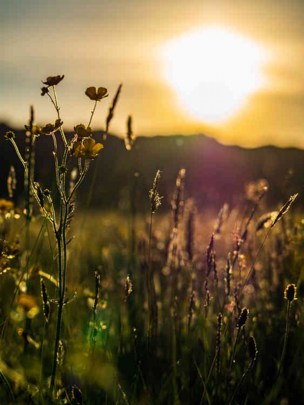 Golden Field