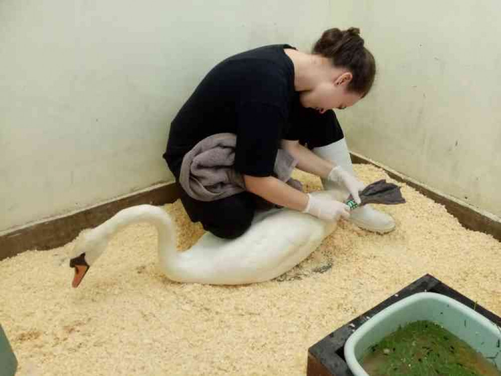 Female swan being treated for leg injuries at the wildlife centre.