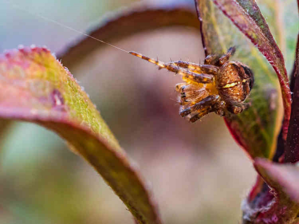 Garden spider