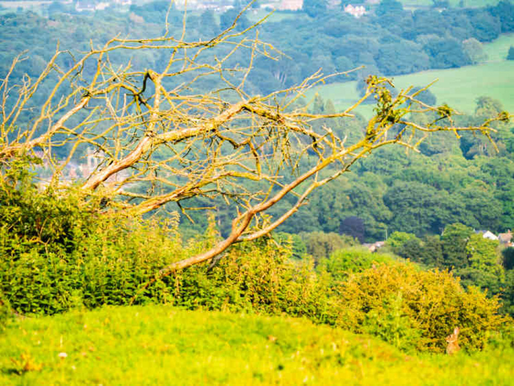 Rabbit Landscape