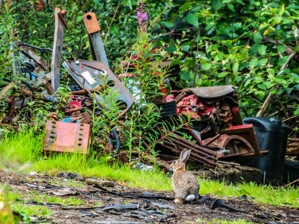 Urban Rabbit