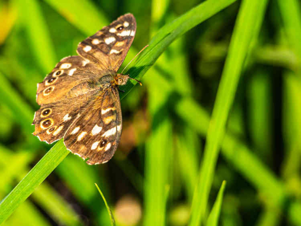 Speckled Wood Butterfly