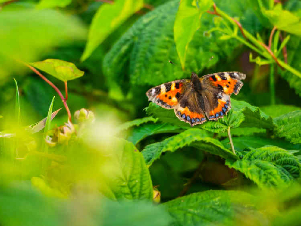 Painted Lady