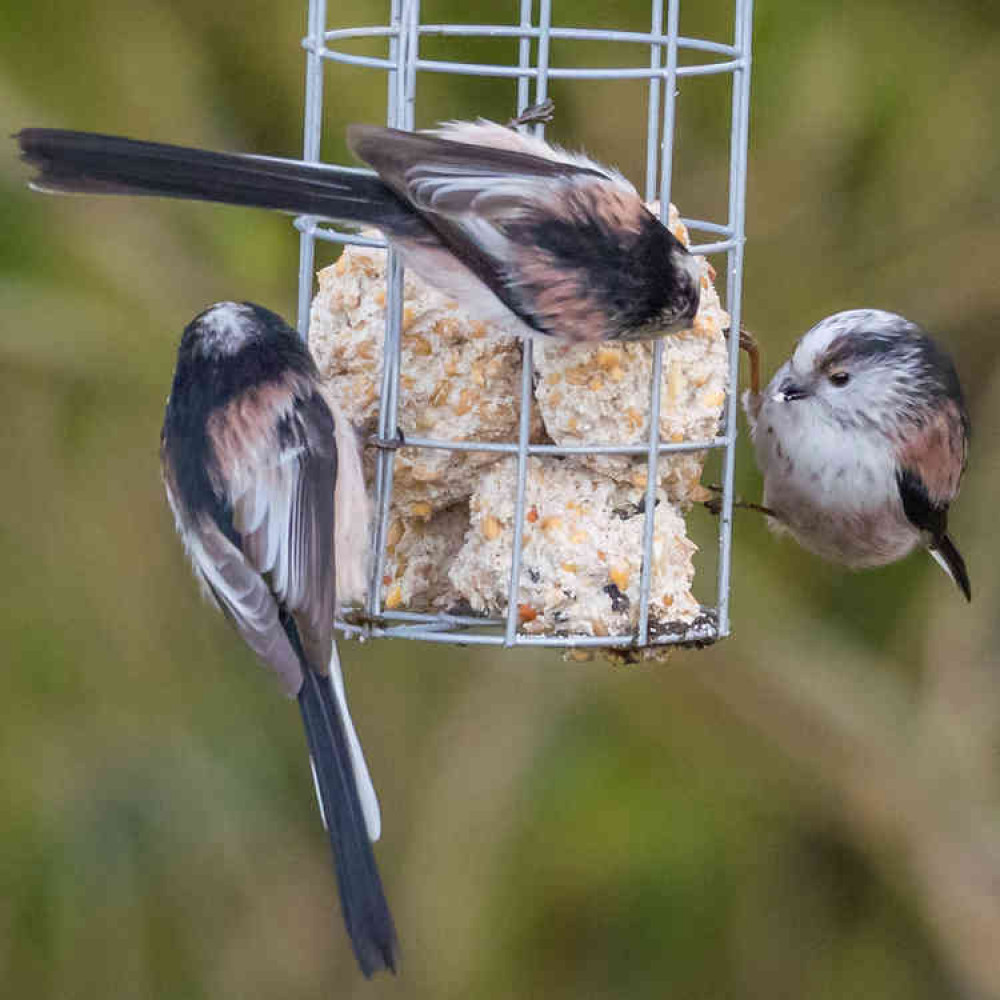 Long tailed tits