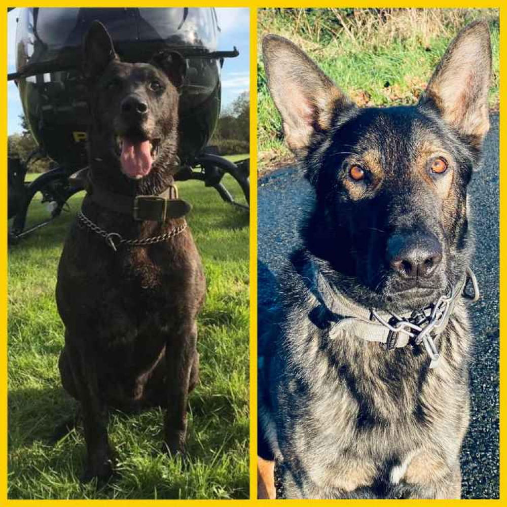 (Image by Cheshire and North Wales Police dog unit) (Image by Cheshire and North Wales Police dog unit)