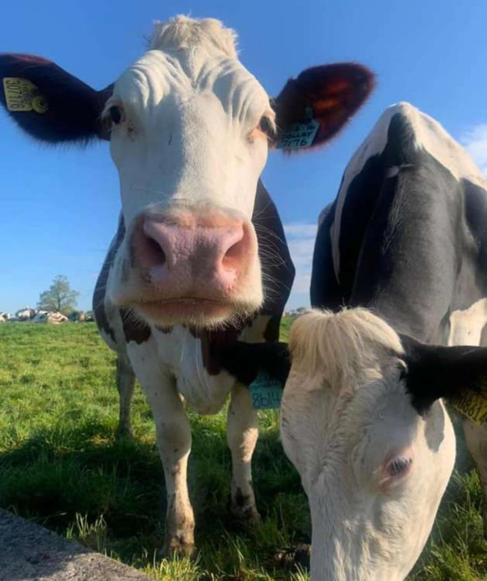 You'll be milking these gorgeous animals at their Congleton farm. (Image - @Haltonfarmsmilkshack)