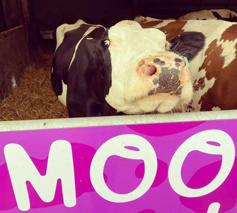 Congleton: Are you going to make your moo-ve in applying for the job? (Image - @Haltonfarmsmilkshack)