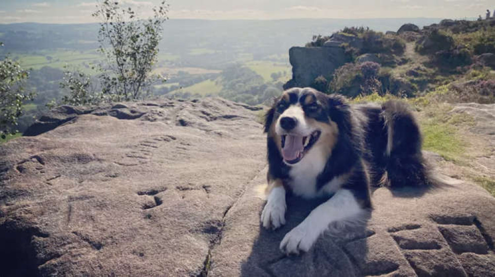 This young Congleton canine is fighting for his life with a recently-diagnosed lymphoma.