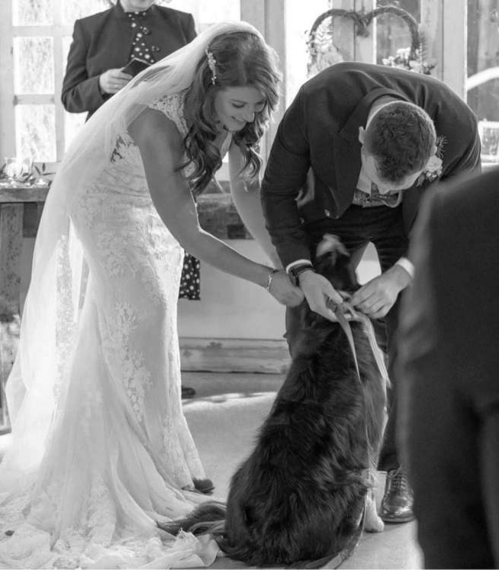 Lindsay and David married this weekend, and Loki was their ring bearer. (Image - Jerry Holmes)