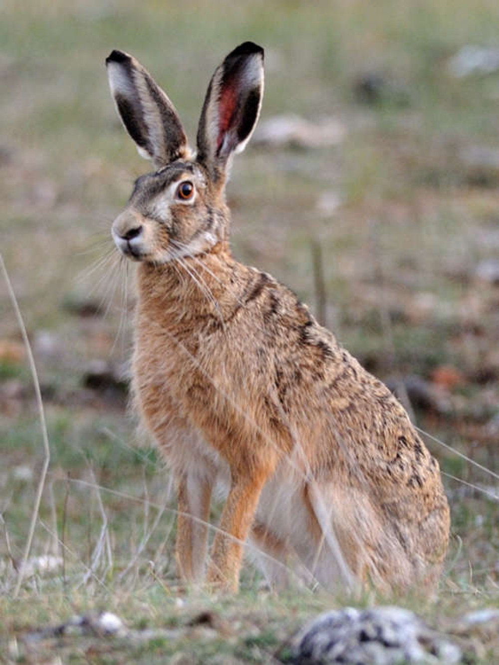 Planning documents highlight that brown hare would be under threat from the development. (Image - CC 2.0 bit.ly/3H8Gew5 Jean-Jacques Boujot Unchanged)