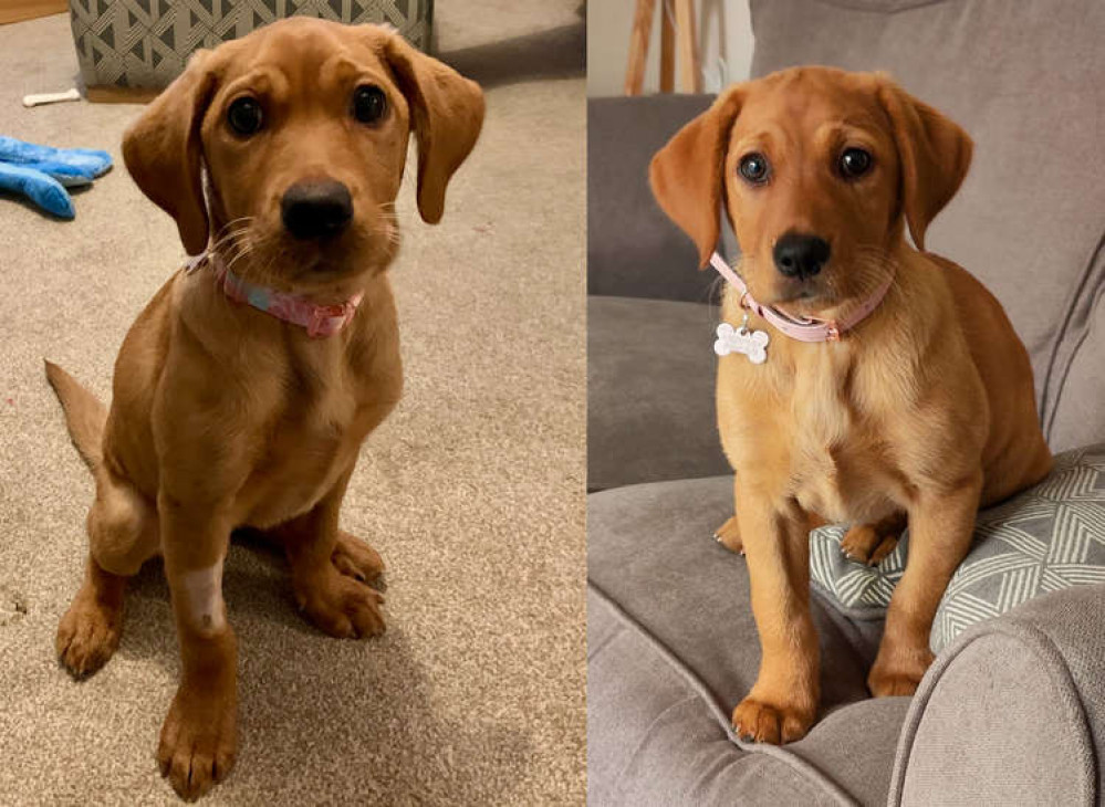 Boo with a shaved leg from the vets (left), and the newly-adopted pupper looks cute on the sofa (right). (Image - Heather Graves)