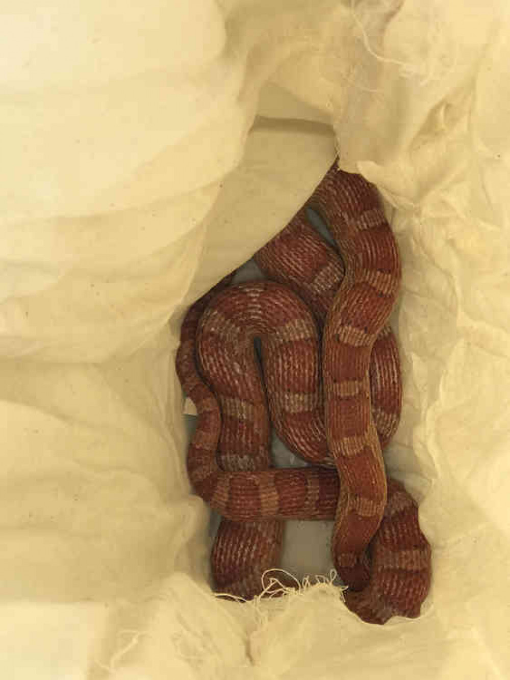 (Image: RSPCA) (Image: RSPCA)