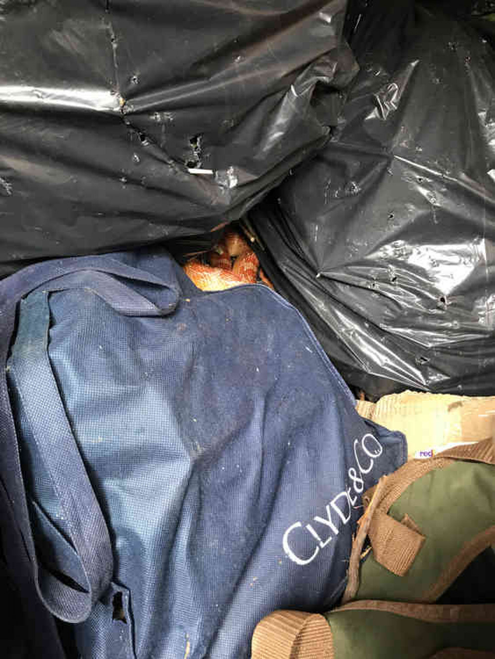 The corn snake was found in a Macclesfield wood shed (Image: RSPCA) The corn snake was found in a Macclesfield wood shed (Image: RSPCA)