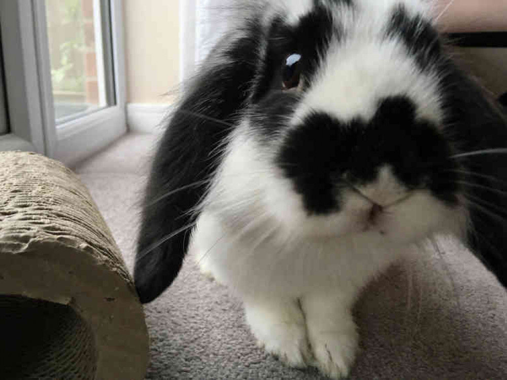 George's rabbit Pickle was adopted from the RSPCA Manchester and Salford branch. George's rabbit Pickle was adopted from the RSPCA Manchester and Salford branch.