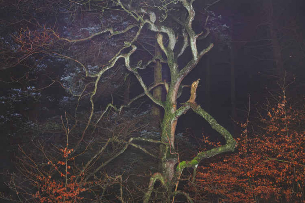 Fancy a guided walking tour through Macclesfield Forest? Full details for the Barnaby Bright 'Our Future is Ancient' by Not Quite Light project have been revealed. (Image - Not Quite Light) Fancy a guided walking tour through Macclesfield Forest? Full details for the Barnaby Bright 'Our Future is Ancient' by Not Quite Light project have been revealed. (Image - Not Quite Light)