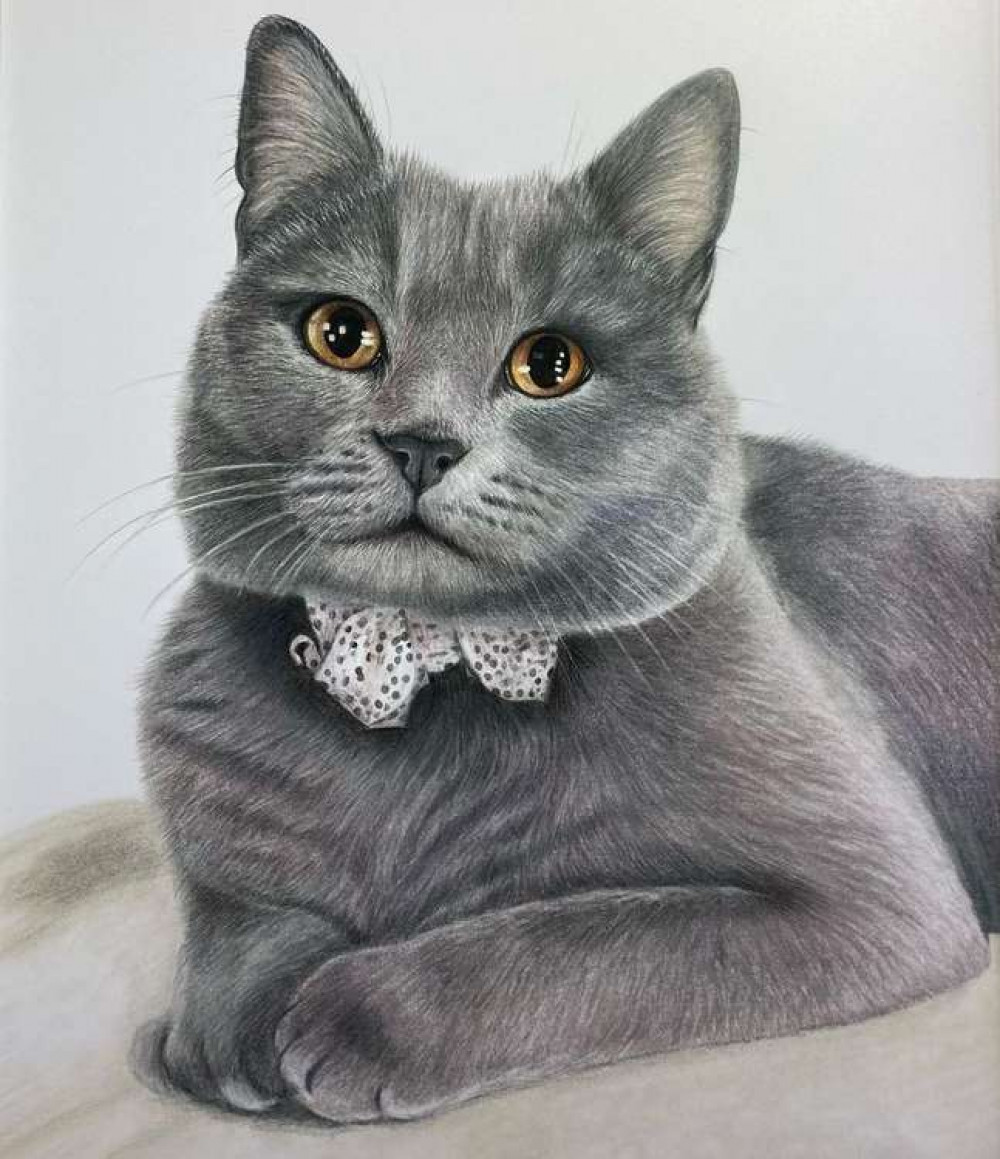 Karen's talent for drawing eyes shines in this pet drawing of a British Blue Shorthair cat. (Image - @farrow.karen.petportraits)