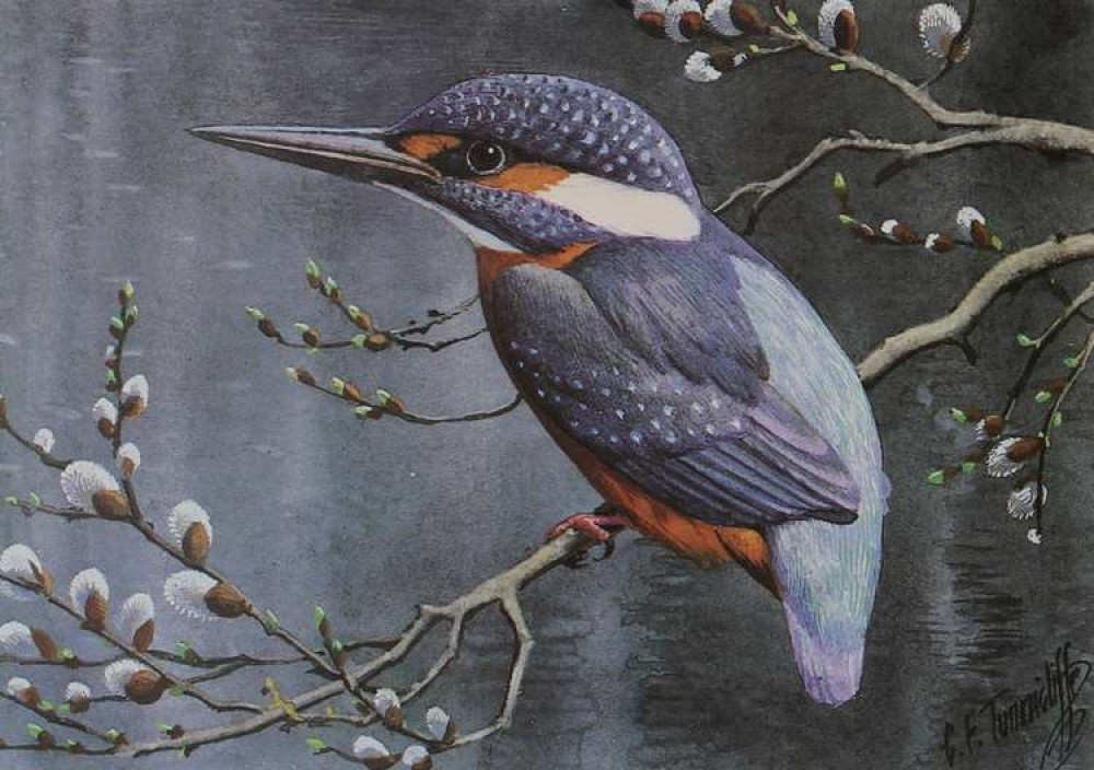 'Kingfisher' was one of many bird paintings by the world-renowned Macclesfield artist. 'Kingfisher' was one of many bird paintings by the world-renowned Macclesfield artist.