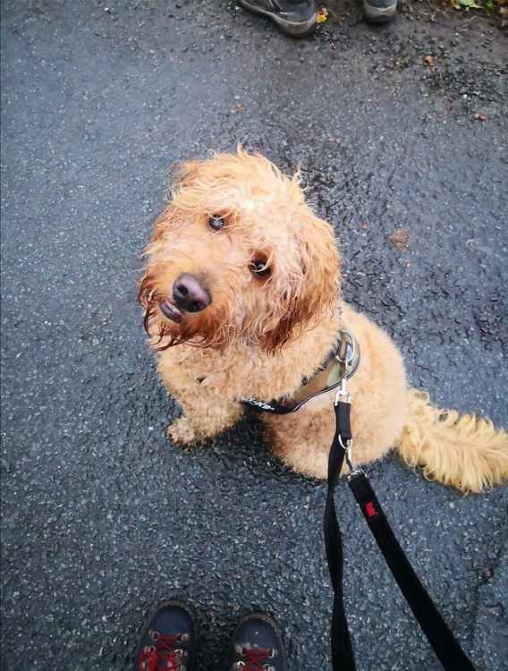 Bruce the Goldendoodle.