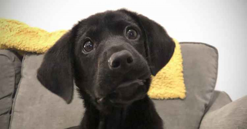 Paisley the Labrador Retriever soon after his life-saving treatment. Paisley the Labrador Retriever soon after his life-saving treatment.