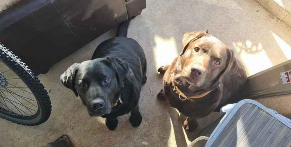 Evie (black) and Ivy (chocolate) the missing Labrador Retrievers.