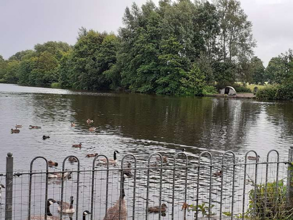 Like a duck to water ... ducks at Winterley Pool near Sandbach during a heavy downpour  today