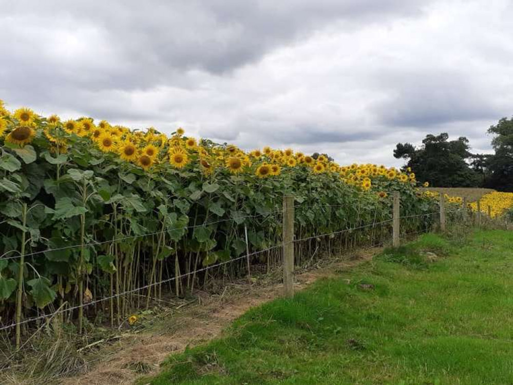 Crewe Green Sunflowers